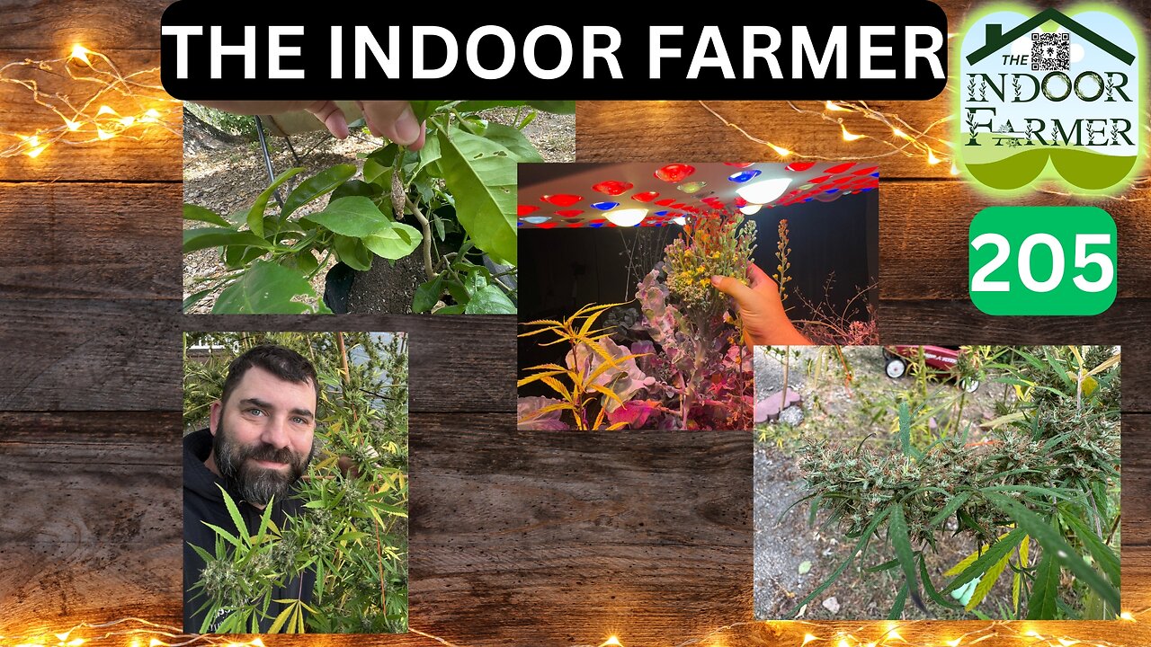 The Indoor Farmer ep 205, Introducing Miss Lemone! It's Time To Put The Ladies Under The Microscope