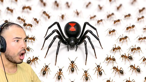 Kalkazian react TerraGreen | 1,000 Ants vs Black Widow