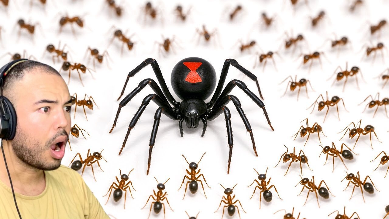 Kalkazian react TerraGreen | 1,000 Ants vs Black Widow