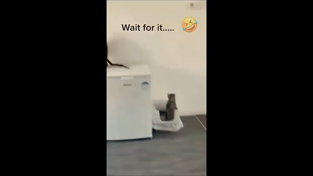 Funny Cats