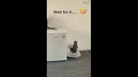 Funny Cats