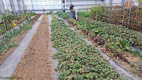 Nutrient Farm Scenery #47 - Clipping Organic Strawberry Suckers for planting in Orchard 1 new beds