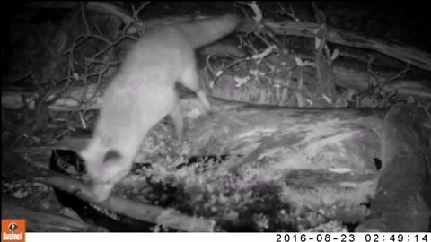 Fox hunting Rabbits🦊🐇