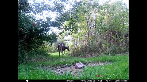 Deer Cam 10 10 2025 Game Cam Trail Camera