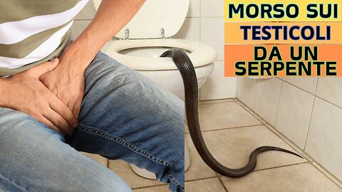 Si siede sul water e viene morso da un serpente sui testicoli