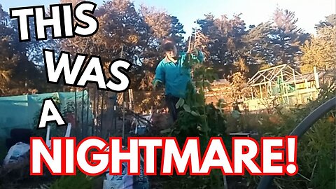 Allotment Clean Up | Bean Wrestling, Compost Bins & More!