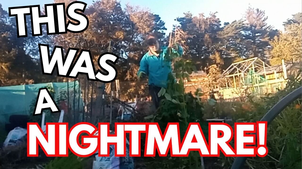 Allotment Clean Up | Bean Wrestling, Compost Bins & More!