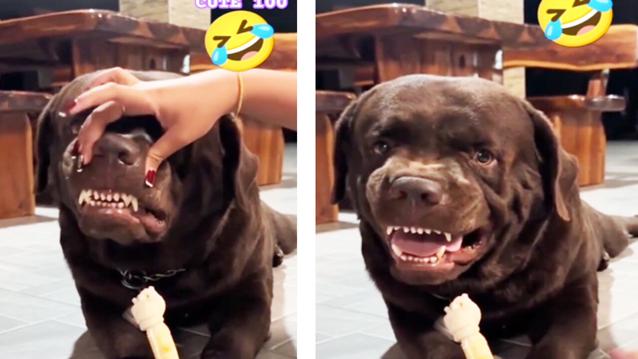 Lovely dog