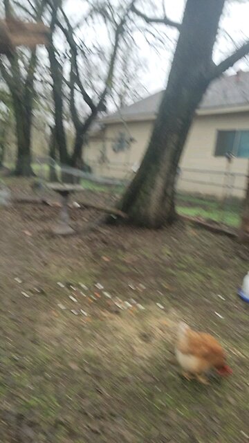 🐔 Chickens 101: Lesson #12 Head Count