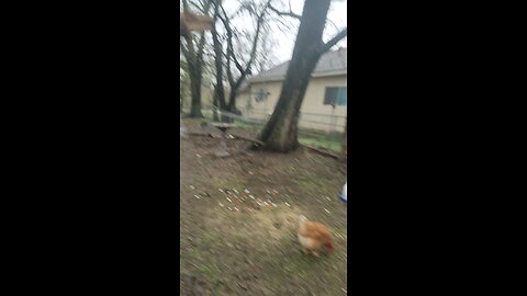 🐔 Chickens 101: Lesson #12 Head Count