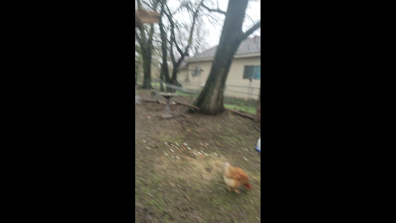 🐔 Chickens 101: Lesson #12 Head Count