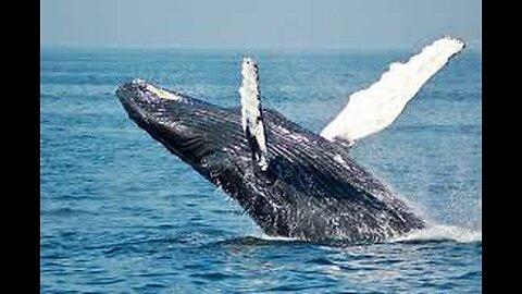 Curious Humpback Whale! Surprises you!