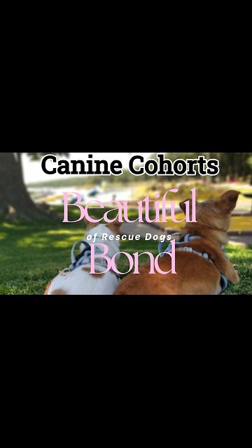 Rescue Dogs and their Special Friendship
