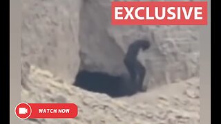 A Mysterious Creature Suddenly Appears In The Algerian Sahara Desert.