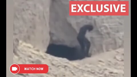 A Mysterious Creature Suddenly Appears In The Algerian Sahara Desert.