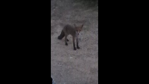 National Park Australia Sunrise, with Sunrise and the invasive fox Australia Beach