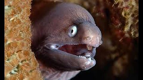 How Powerful Is An Electric Eel Anyway ? Shocking !