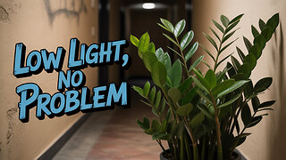 Easy Indoor Plants for Low Light Spaces!