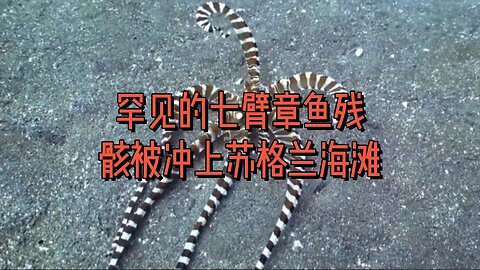 罕见的七臂章鱼残骸被冲上苏格兰海滩
