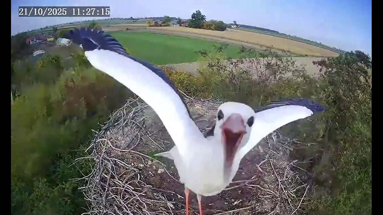 A selfie taken by a stork guest 📸😃🥰