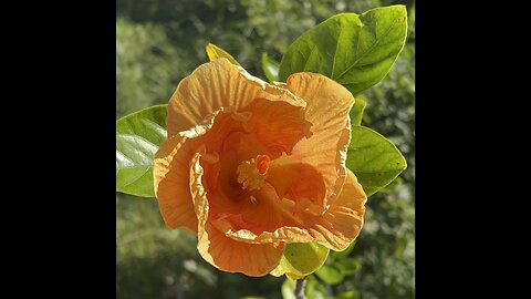 Hibiscus 🌺 flower October 1 2025