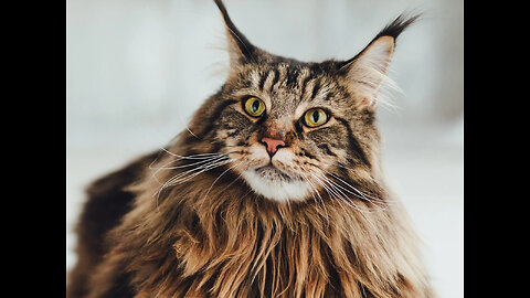 The Majestic Coon Cat - A Purrfect Companion ?