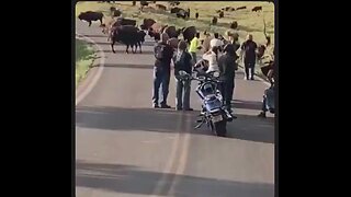 Don't buck around with the Bison...It did not want to be in her selfie. Oh Mr. Darwin...😳
