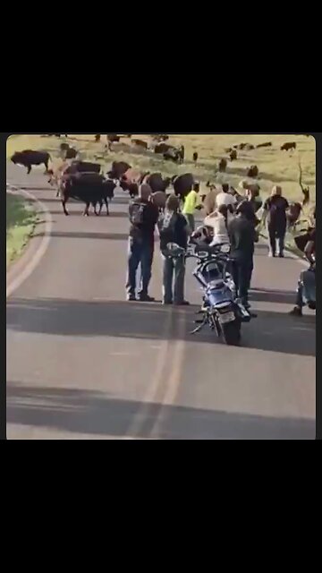 Don't buck around with the Bison...It did not want to be in her selfie. Oh Mr. Darwin...😳