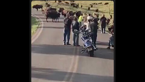Don't buck around with the Bison...It did not want to be in her selfie. Oh Mr. Darwin...😳