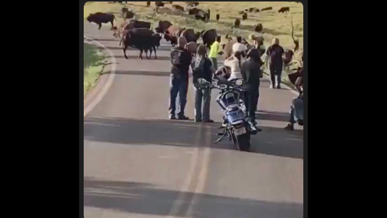 Don't buck around with the Bison...It did not want to be in her selfie. Oh Mr. Darwin...😳
