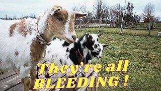 DRAMA In The GOAT Field!