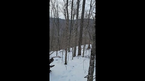 winter deer scouting in western maine