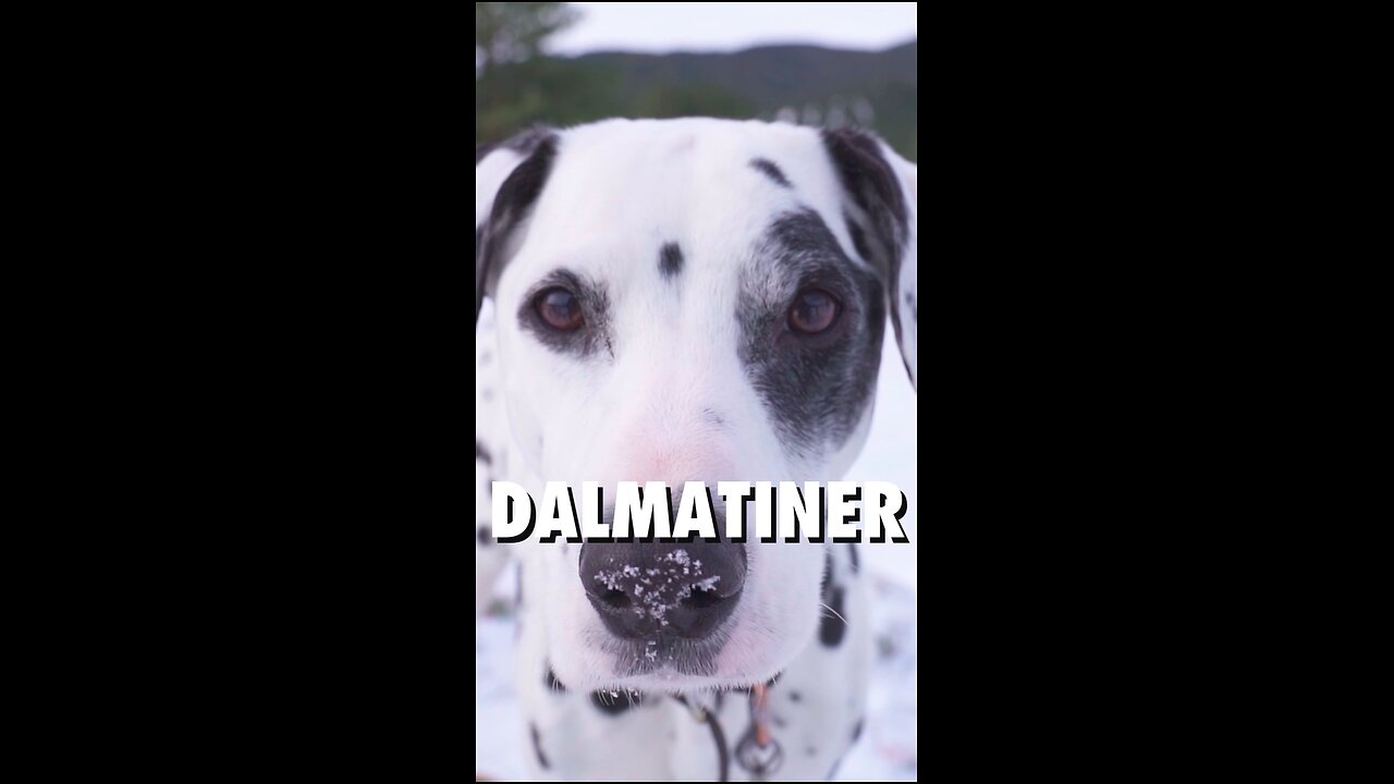 Dieser Dalmatiner ist ein echter Hingucker! 🐶⚫⚪