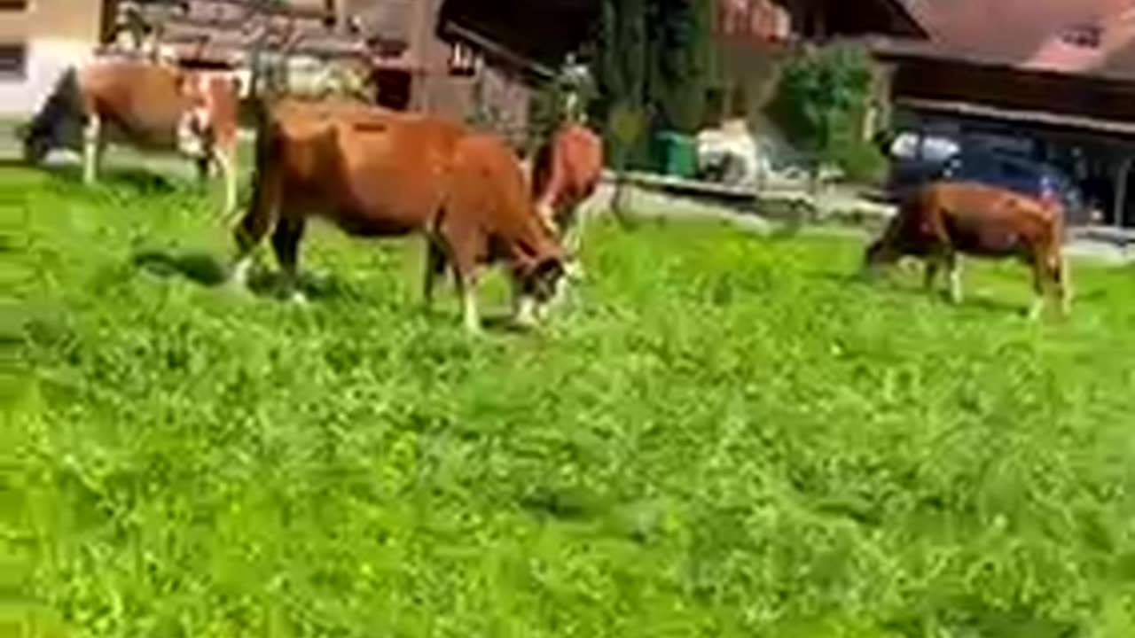 Switzerland Countryside 🍀 Swiss View 📍Iseltwald