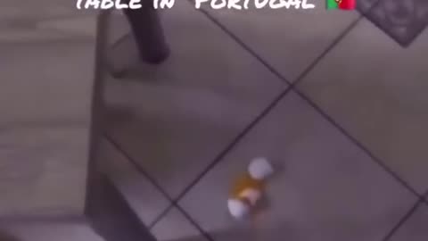 😮✨ You Won't Believe How This Egg Falls From the Table! | FeedMyCuriosity