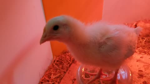 Quiet contemplations. #SparklegleamFarm #Chicken #homestead #farmanimals #cute