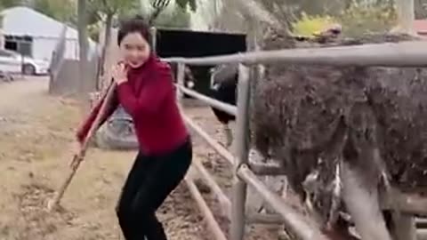 How to collect ostrich eggs | funny video | tiktok video | funny animal video