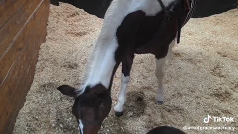 Grace the horse is doing great!