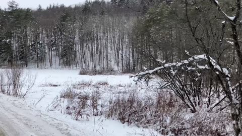 Not Sneaking Up on a Rafter of Turkeys #Turkey