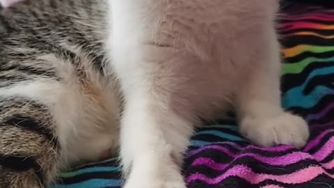 He couldn't believe what his hooman did