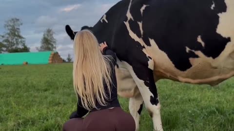pavoxy #cow #ego