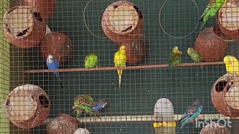 Different Types of Parrot Breeds