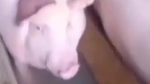 Accurate warhammer 40k lore