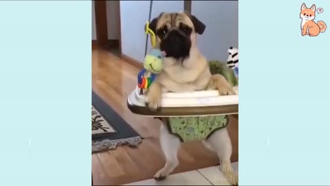 🤣Funny Dog Videos 2021🤣 Cute and Funny Dog