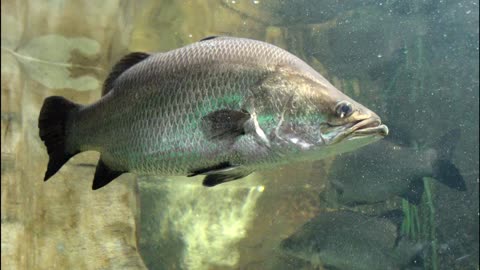 Barramundi of Australia