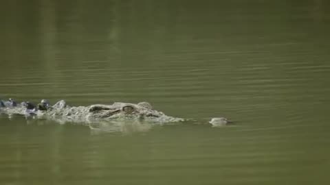 Boss Croc
