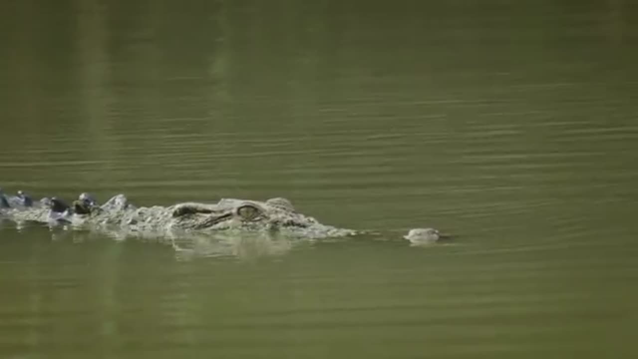Boss Croc
