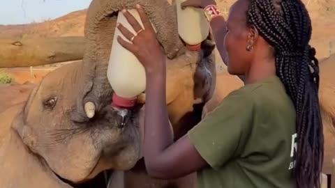 🐘 Reteti is the first ever community for orphaned elephants in the entire