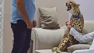 Dengerous Cheetah