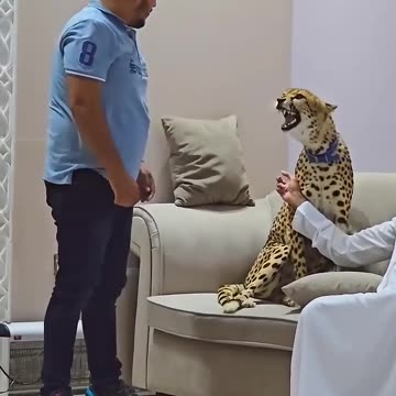 Dengerous Cheetah